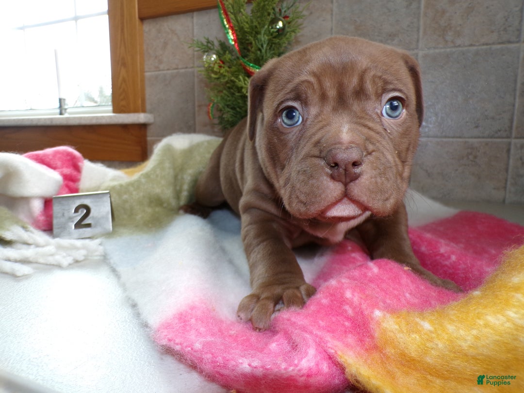 American Bully dogs for sale: American Bully Puppy 2 Sophie - Ad 5