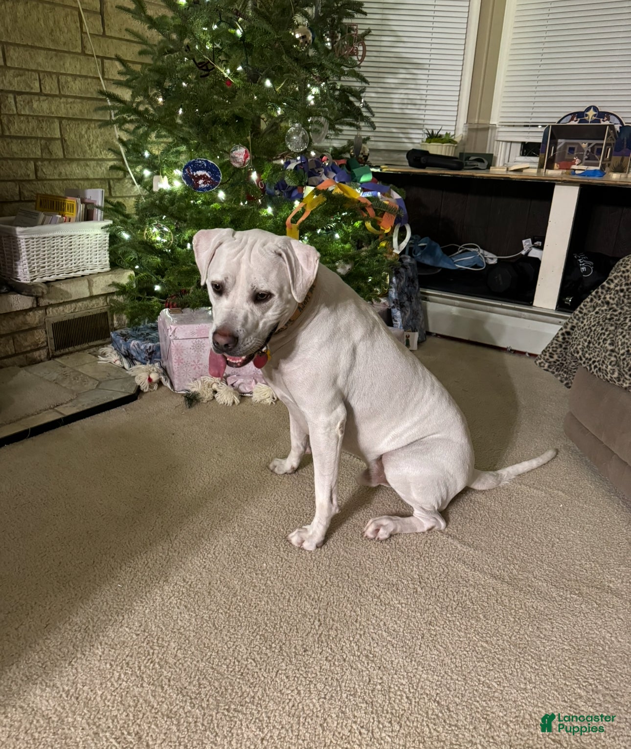 Mixed Breed dogs Ghost - Ad 1