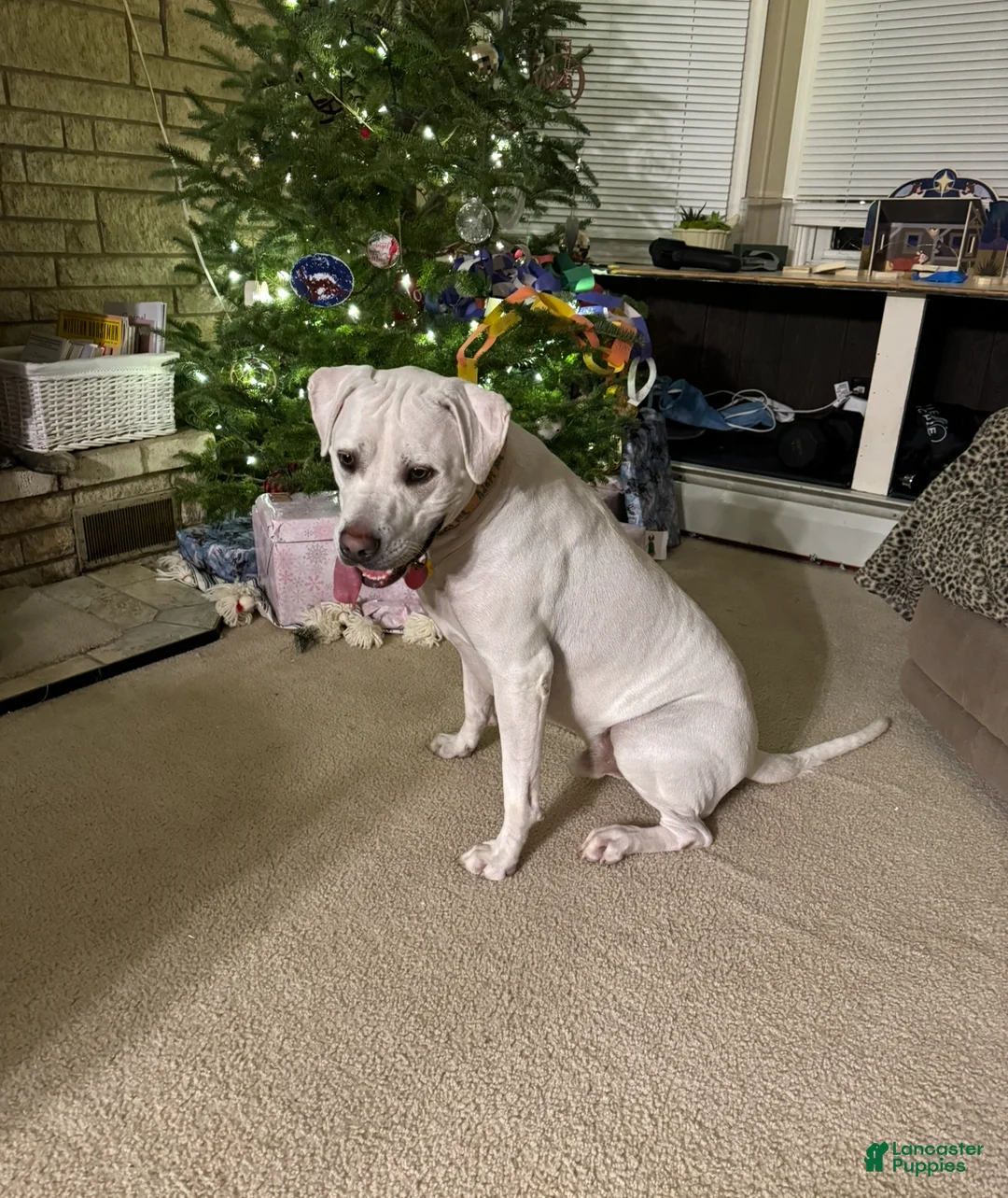 Mixed Breed dogs for sale: Ghost - Ad 1