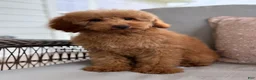 Mini Goldendoodle dogs for sale: Mini Goldendoodle 2 - Ad 1