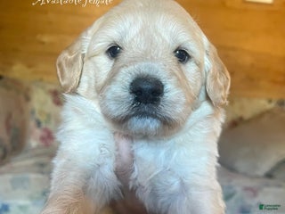 Mixed Breed dogs Avalanche - Ad 29