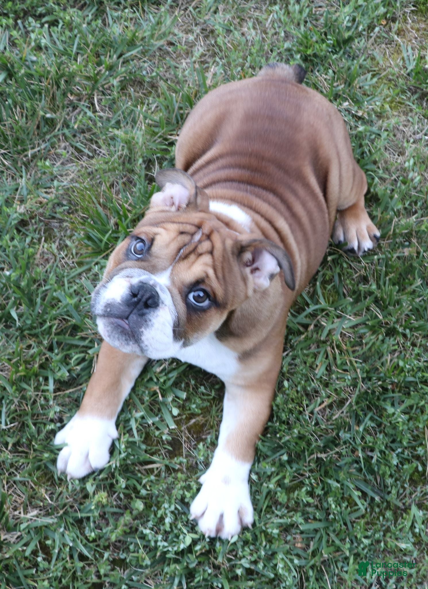English Bulldog dogs English Bulldog Puppy 2 - Ad 2