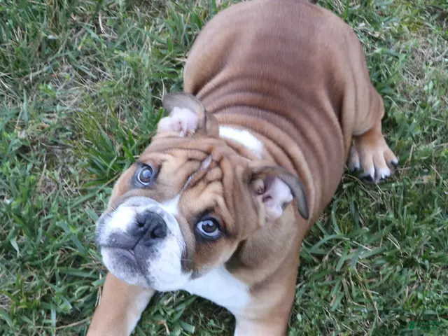 English Bulldog dogs for sale: English Bulldog Puppy 2 - Ad 2