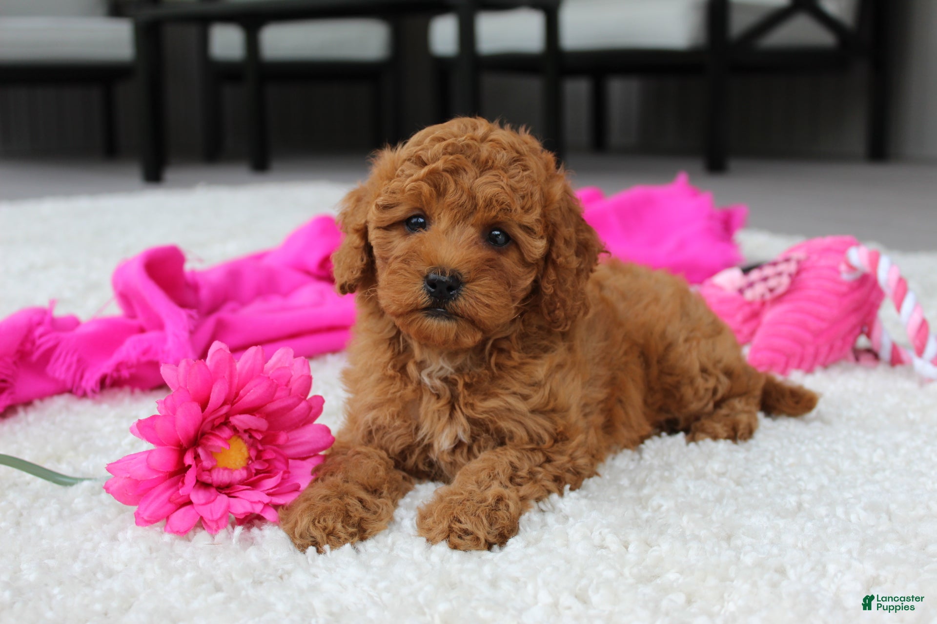 Cavapoochon dogs Maggie  - Ad 1
