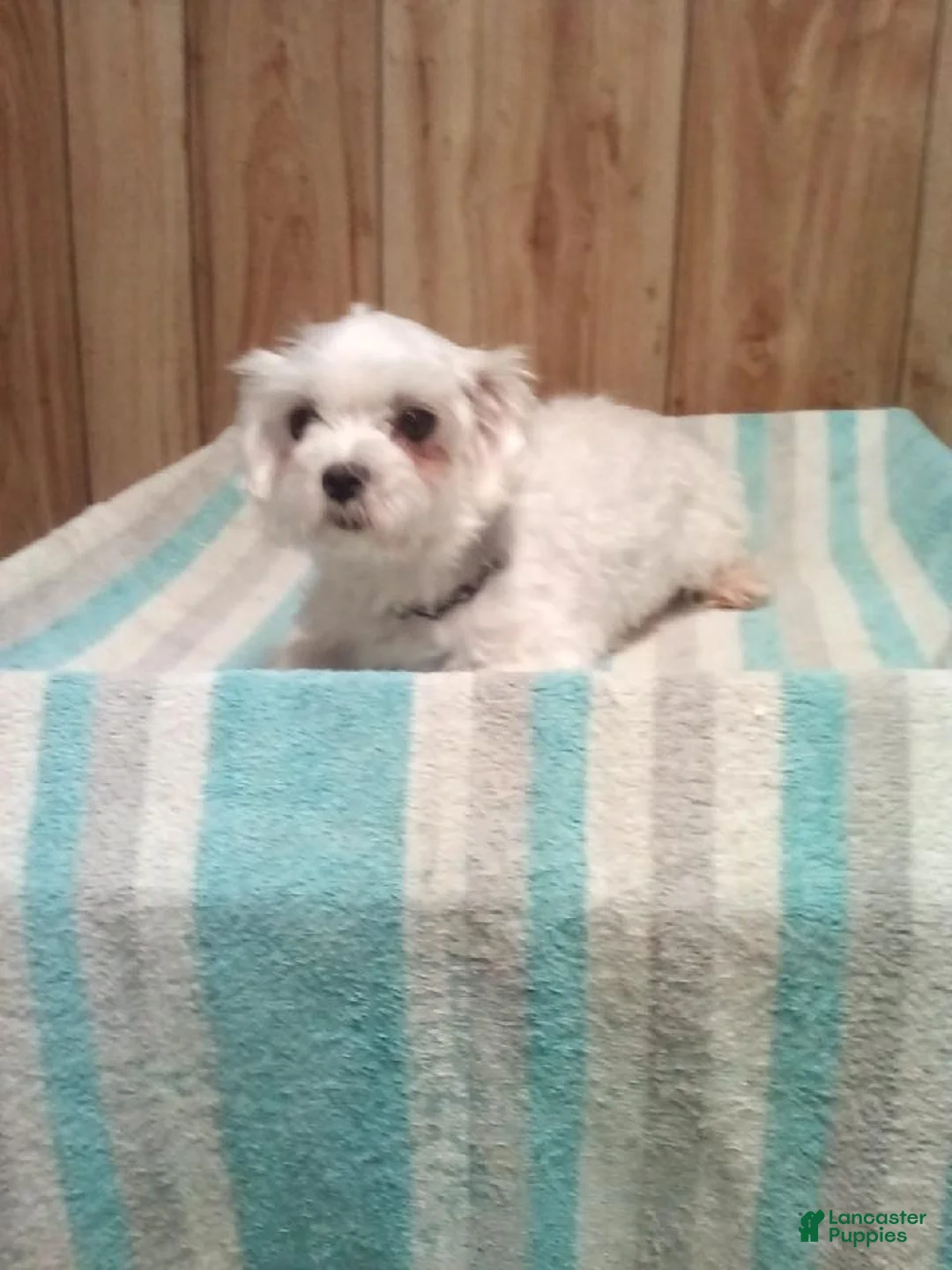 Maltipoo dogs for sale: Markie - Ad 10