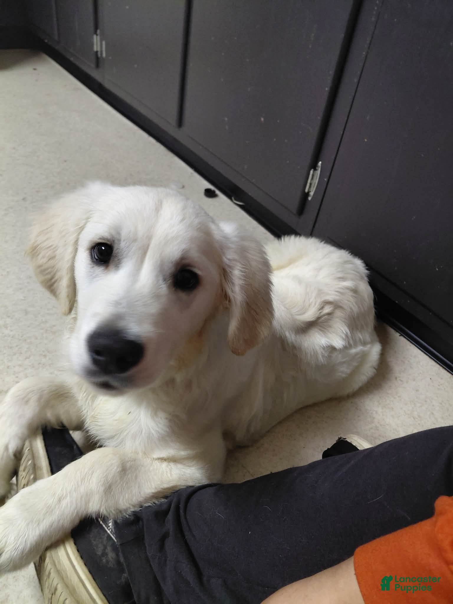 Golden Retriever dogs Golden Retriever Puppy 1 - Ad 34