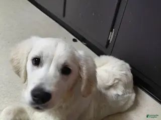 Golden Retriever dogs Golden Retriever Puppy 1 - Ad 34