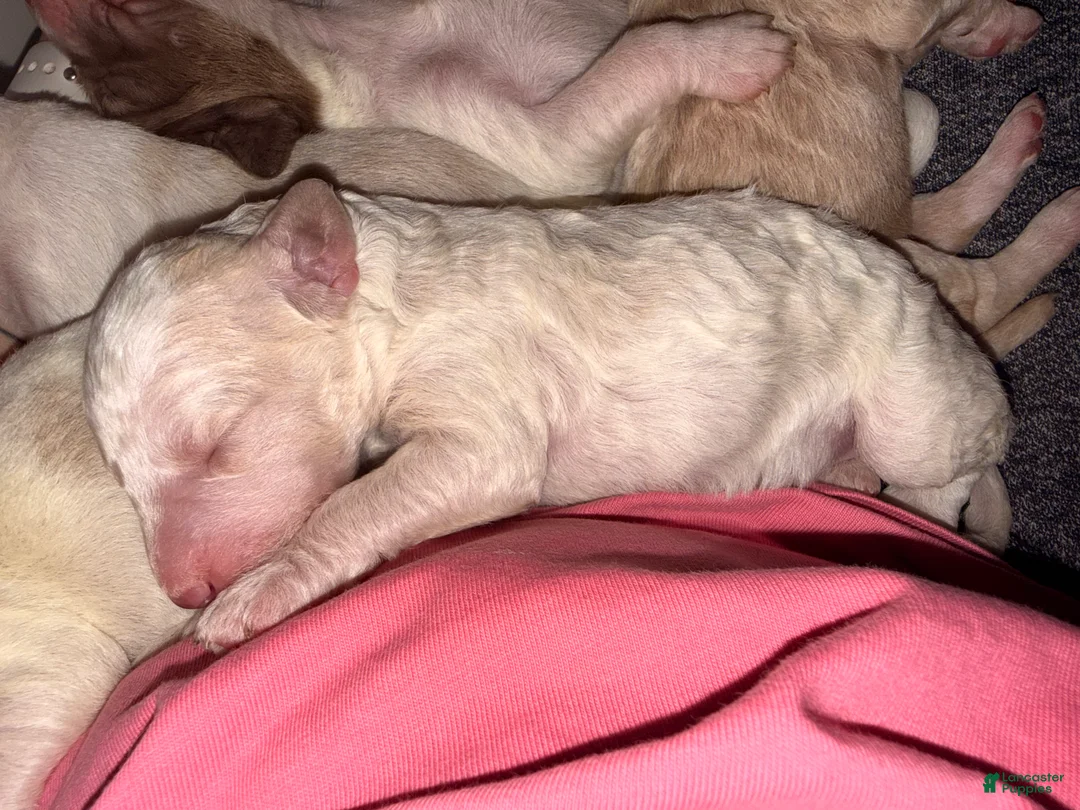 Double Doodle dogs for sale: BONES 🦴 - Ad 2