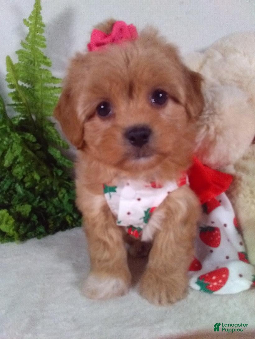 Shihpoo dogs Hazel - Ad 1