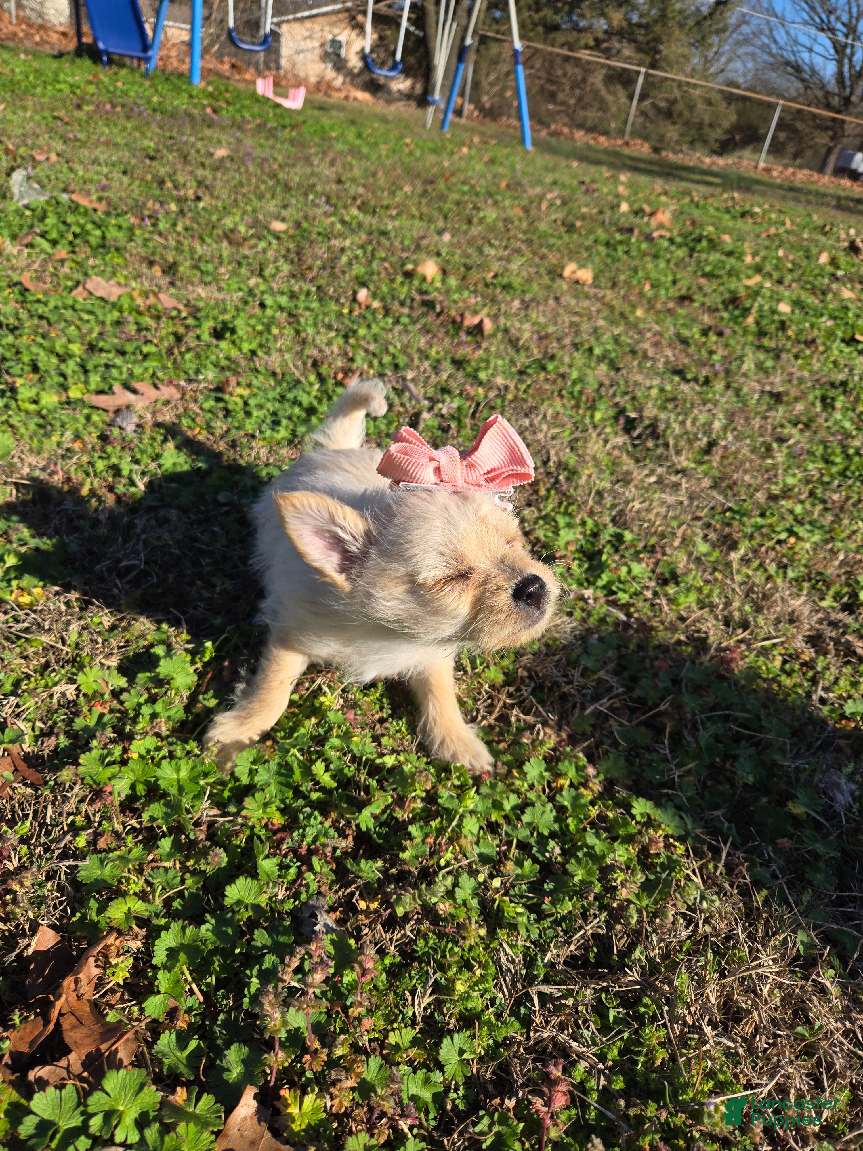 Mixed Breed dogs Mixed Breed Puppy 2 - Ad 21