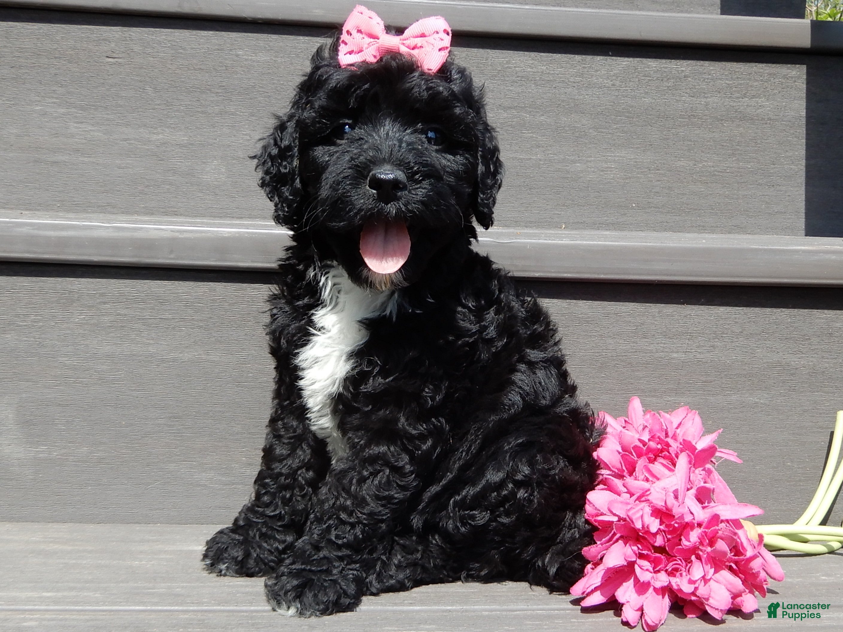 Sheepadoodle dogs Addi-MEDIUM - Ad 2