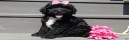 Sheepadoodle dogs for sale: Addi-MEDIUM - Ad 2