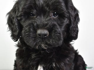 Shihpoo dogs - Ad 41