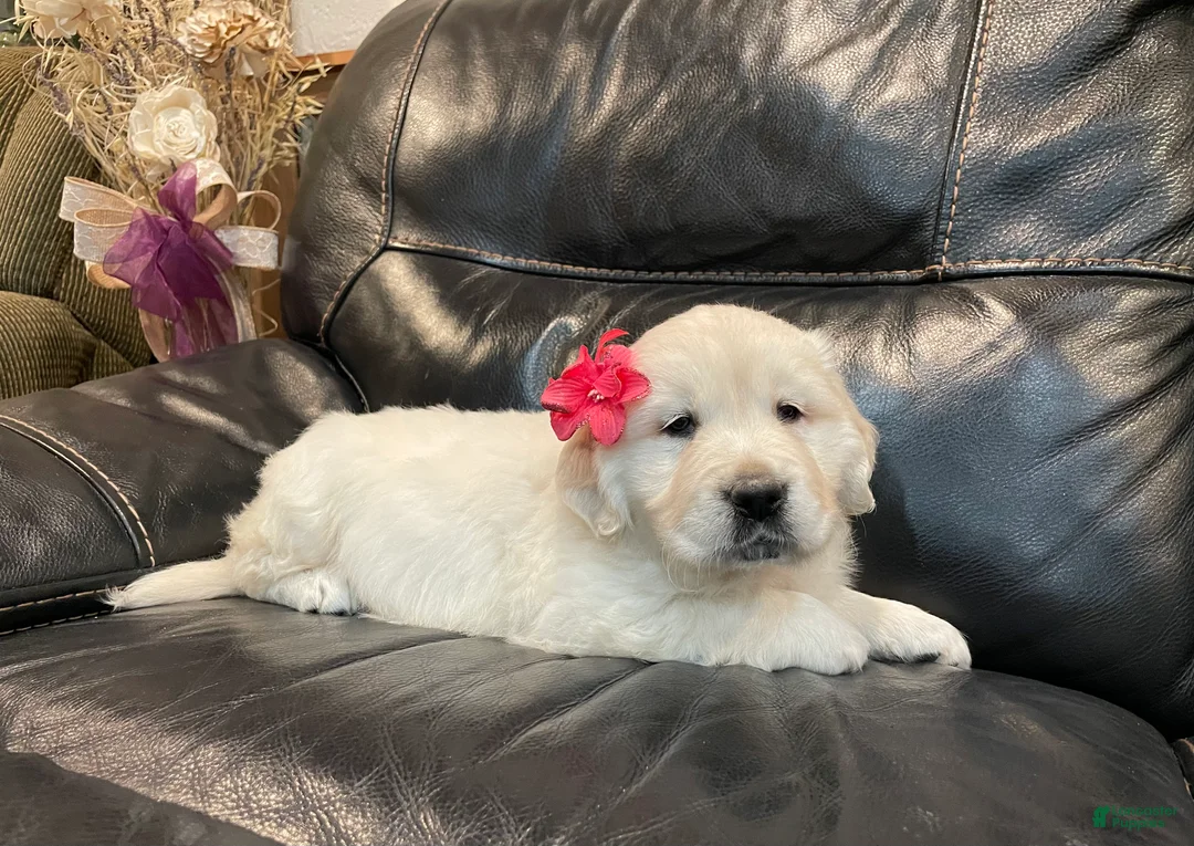 Golden Retriever dogs for sale: Princess - Ad 1