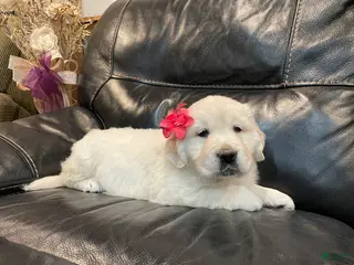 Golden Retriever dogs for sale: Princess - Ad 4