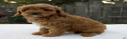 Cavapoo dogs for sale: Graham - Ad 7