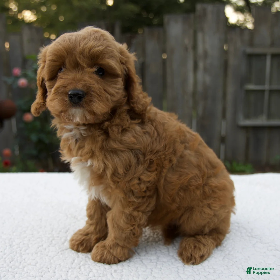 Cavapoo dogs for sale: Graham - Ad 7