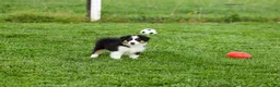Miniature Australian Shepherd dogs for sale: Lassie Miniature Australian Shepherd Puppy  - Ad 3