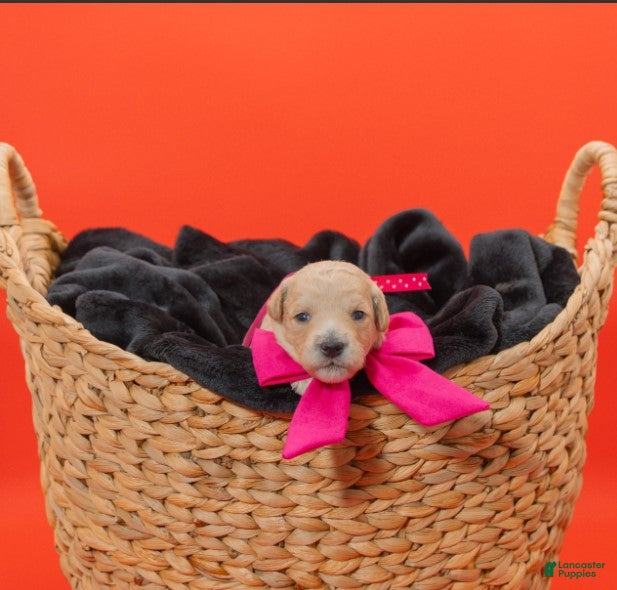 Goldendoodle dogs for sale: Jan - Ad 3