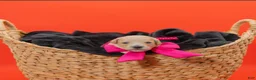 Goldendoodle dogs for sale: Jan - Ad 1