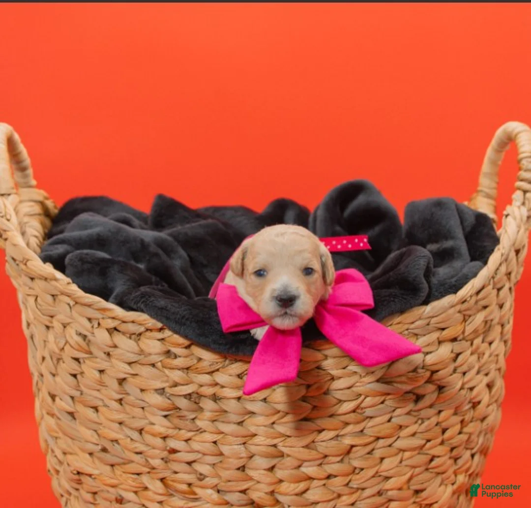 Goldendoodle dogs for sale: Jan - Ad 1