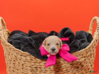 Goldendoodle dogs for sale: Jan - Ad 3