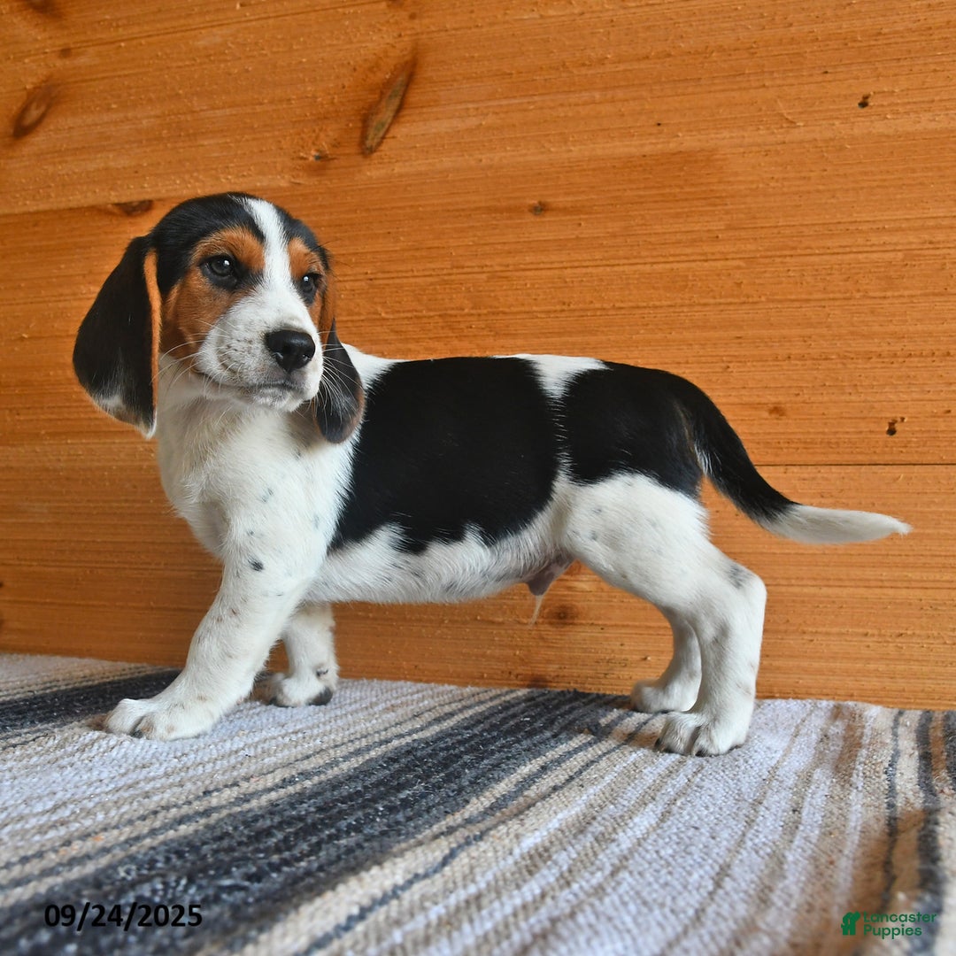 Beagle Dog Breed Champion Beagle Puppies For Sale Hudson For
