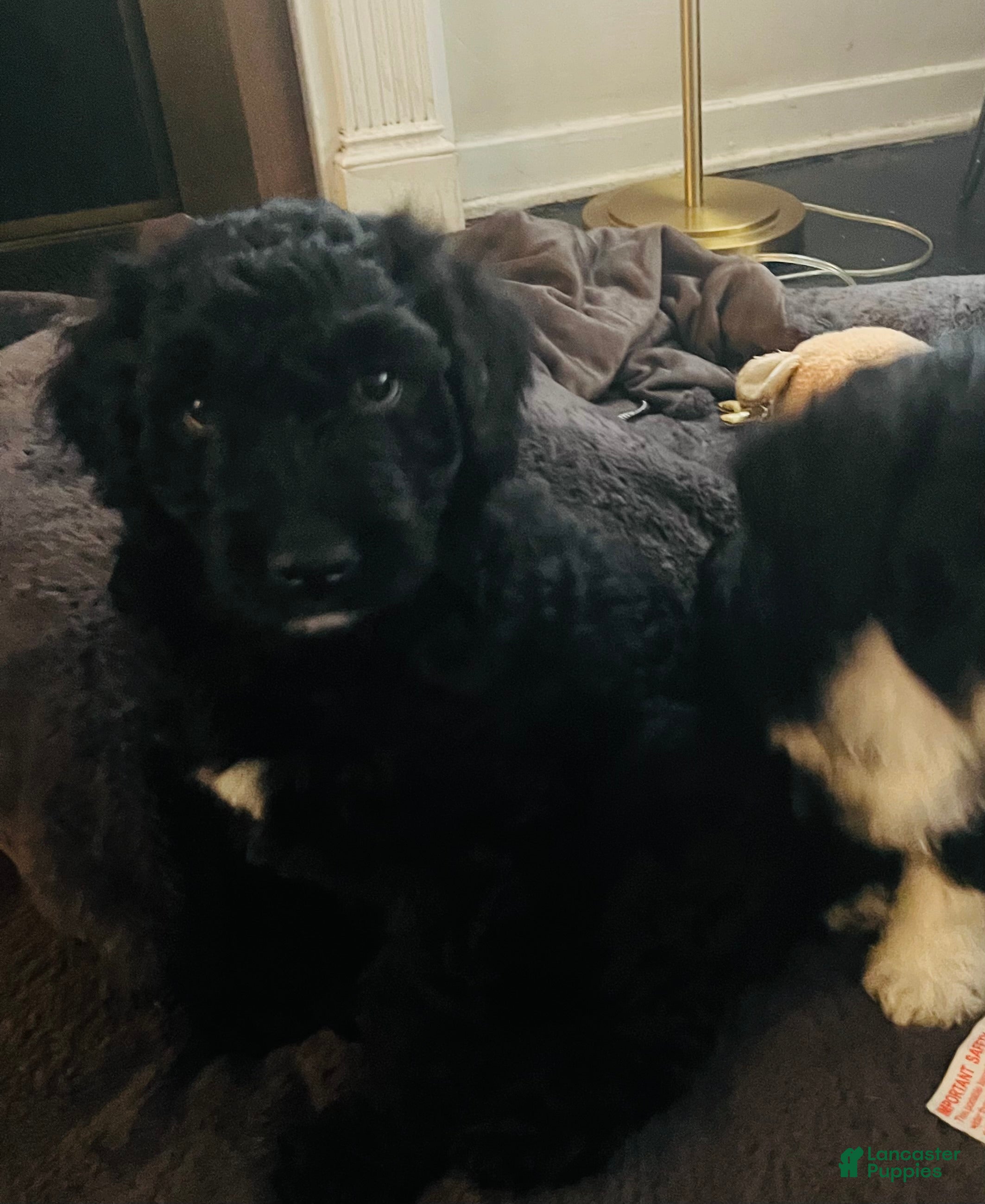 Aussiedoodle dogs Lucky  - Ad 1