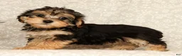 Yochon dogs for sale: Kathy - Ad 3