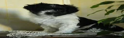 Havanese dogs for sale: Oreo - Ad 1