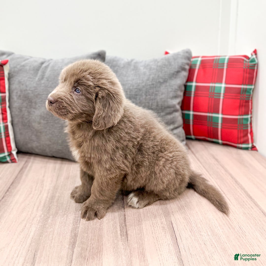 Newfoundland dogs for sale: Rusty - Ad 4