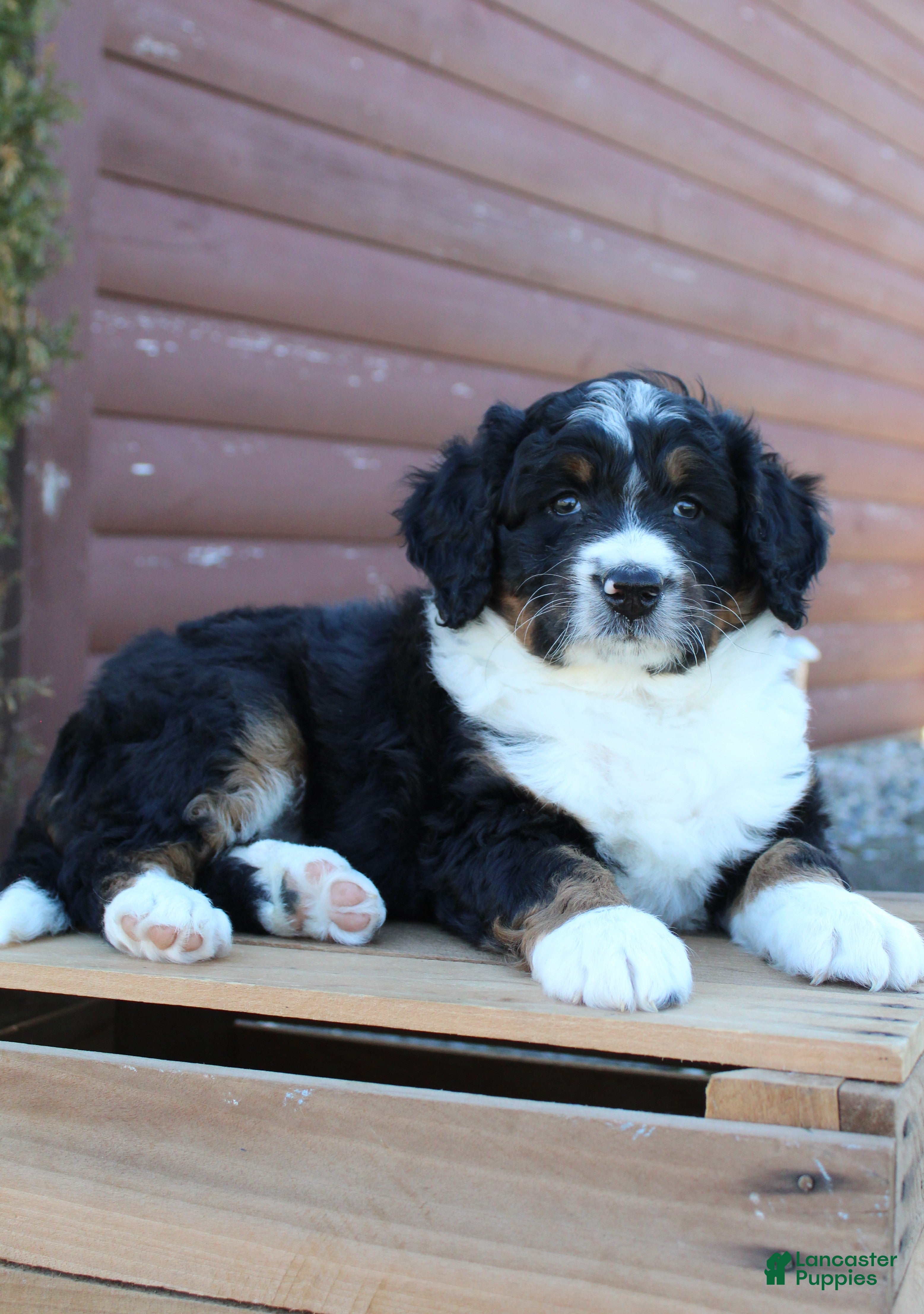 Bernedoodle dogs Lily - Ad 1