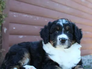Bernedoodle dogs for sale: Lily - Ad 3
