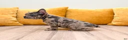 French Bulldog dogs for sale: Gracie - Ad 4