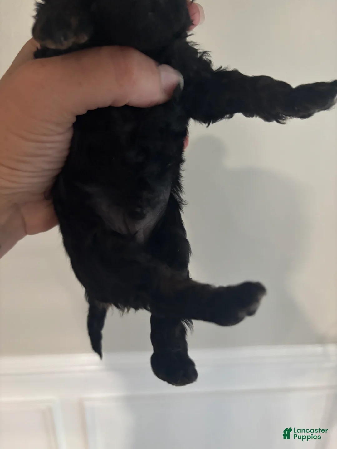 Cavapoo dogs for sale: CJ - Ad 2