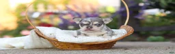 French Bulldog dogs for sale: Sienna - Ad 15