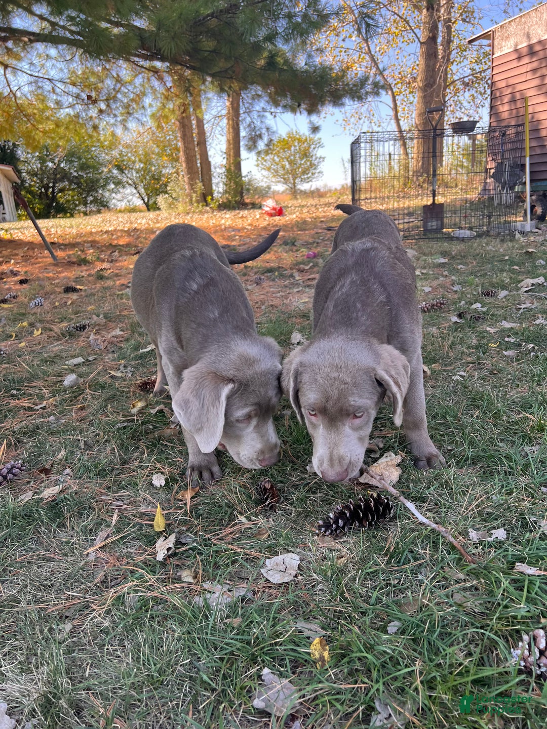 Labrador Retriever dogs for sale: Bear - Ad 2