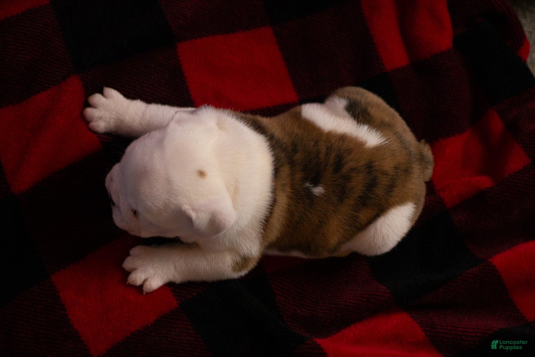 English Bulldog dogs for sale: Diesel - Ad 9