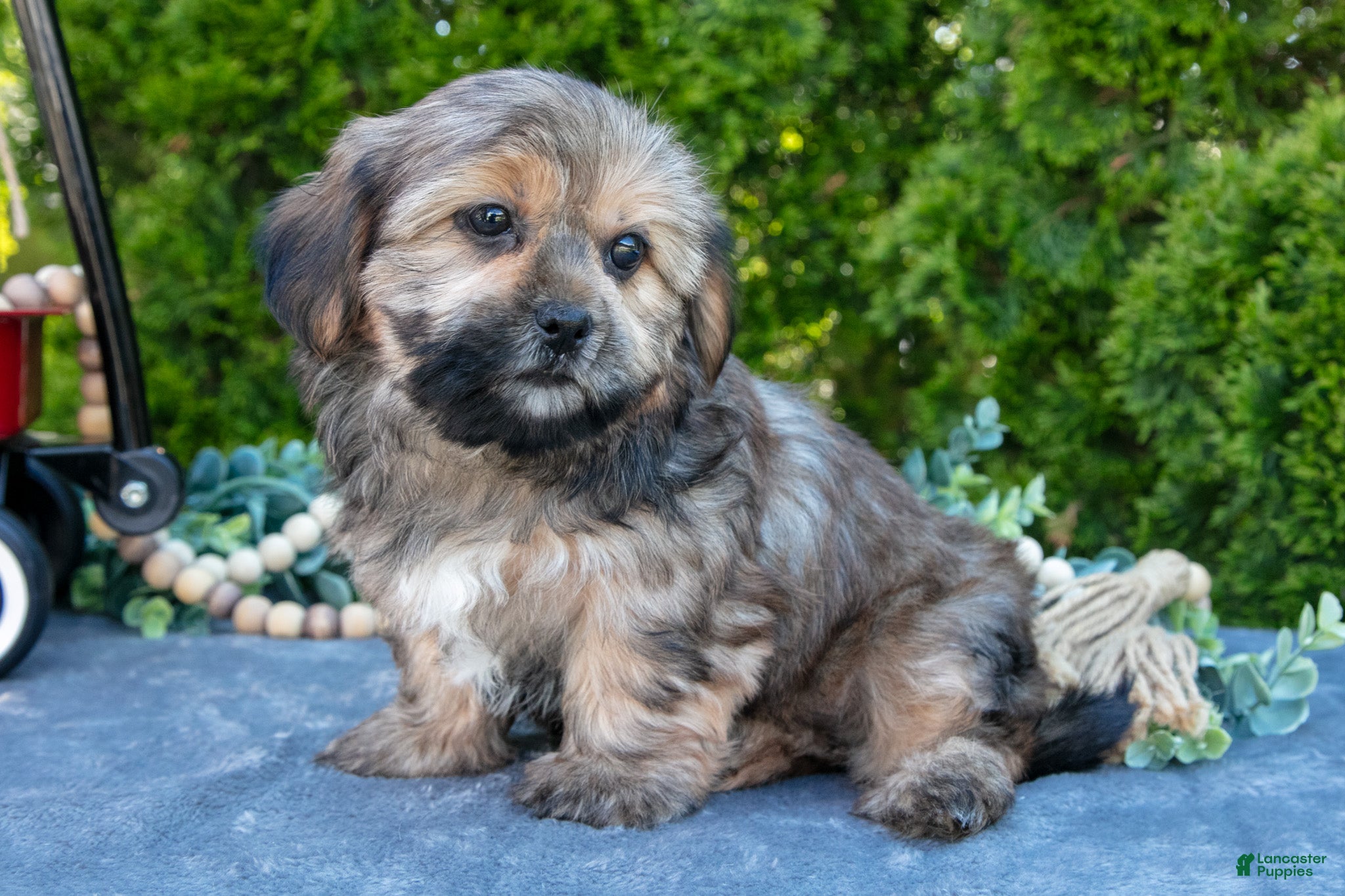 Shorkie dogs Bono - Ad 2