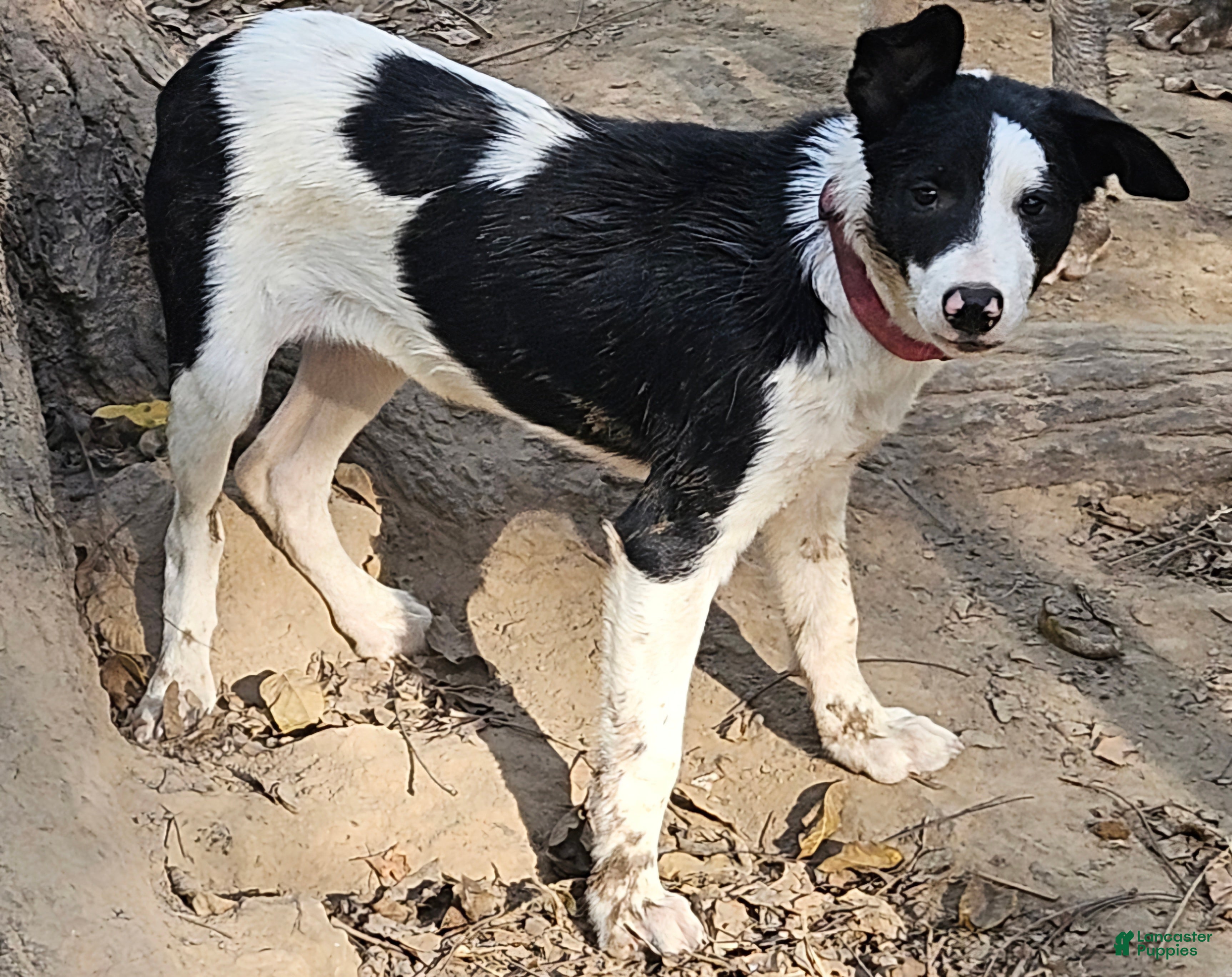 Border Collie dogs for sale: Tia (Call-Text) - Ad 33