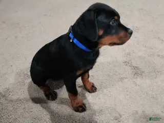 Rottweiler dogs Miller - Ad 6