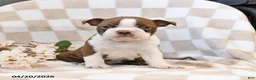 Boston Terrier dogs for sale: Bob - Ad 1