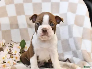 Boston Terrier dogs for sale: Bob - Ad 2