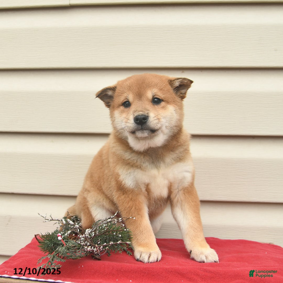 Shiba Inu dogs for sale: Rainbow  - Ad 5