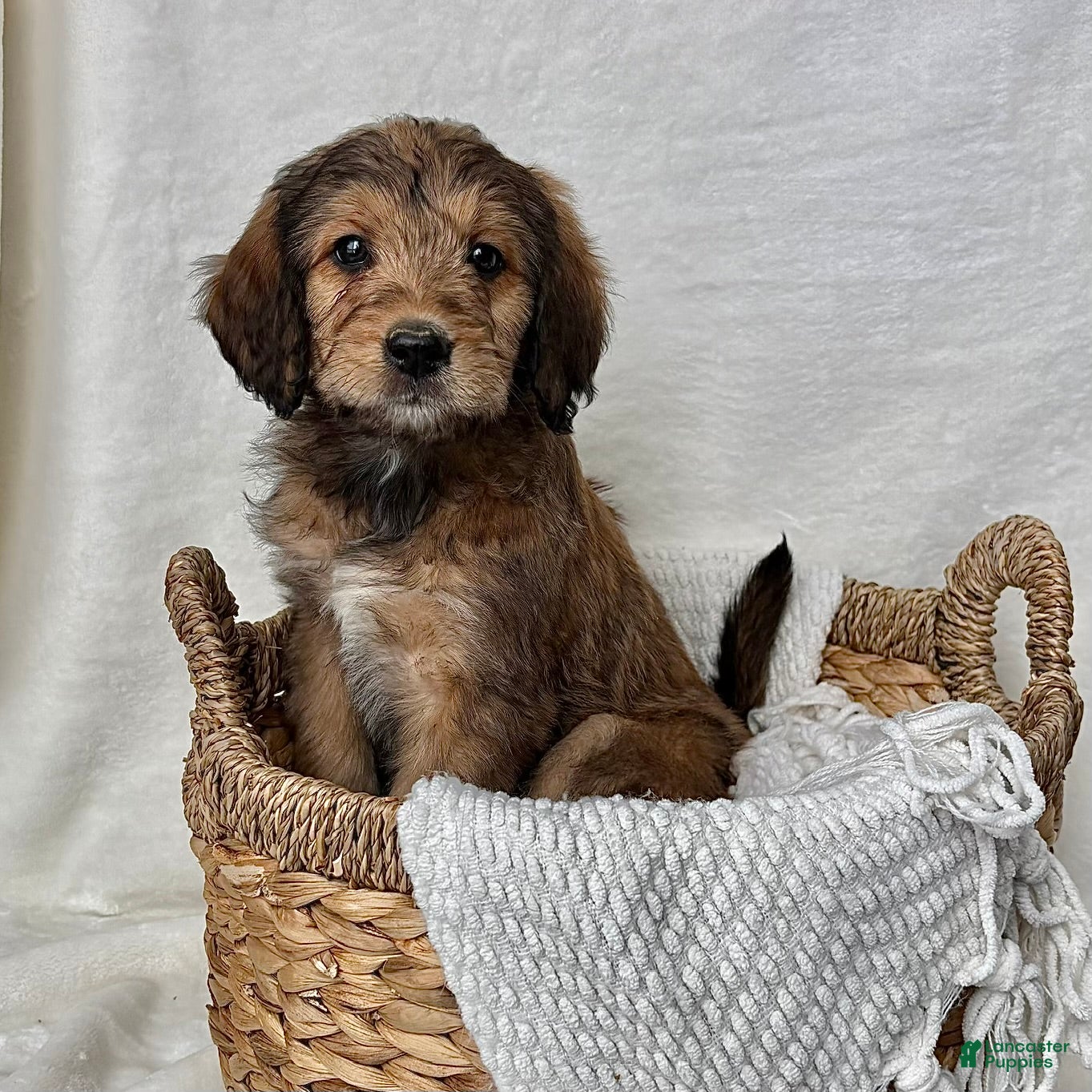 Bernedoodle dogs Sophie - Ad 40