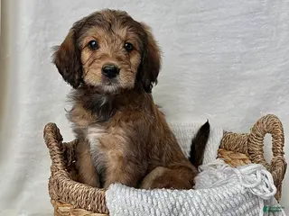 Bernedoodle dogs Sophie - Ad 40