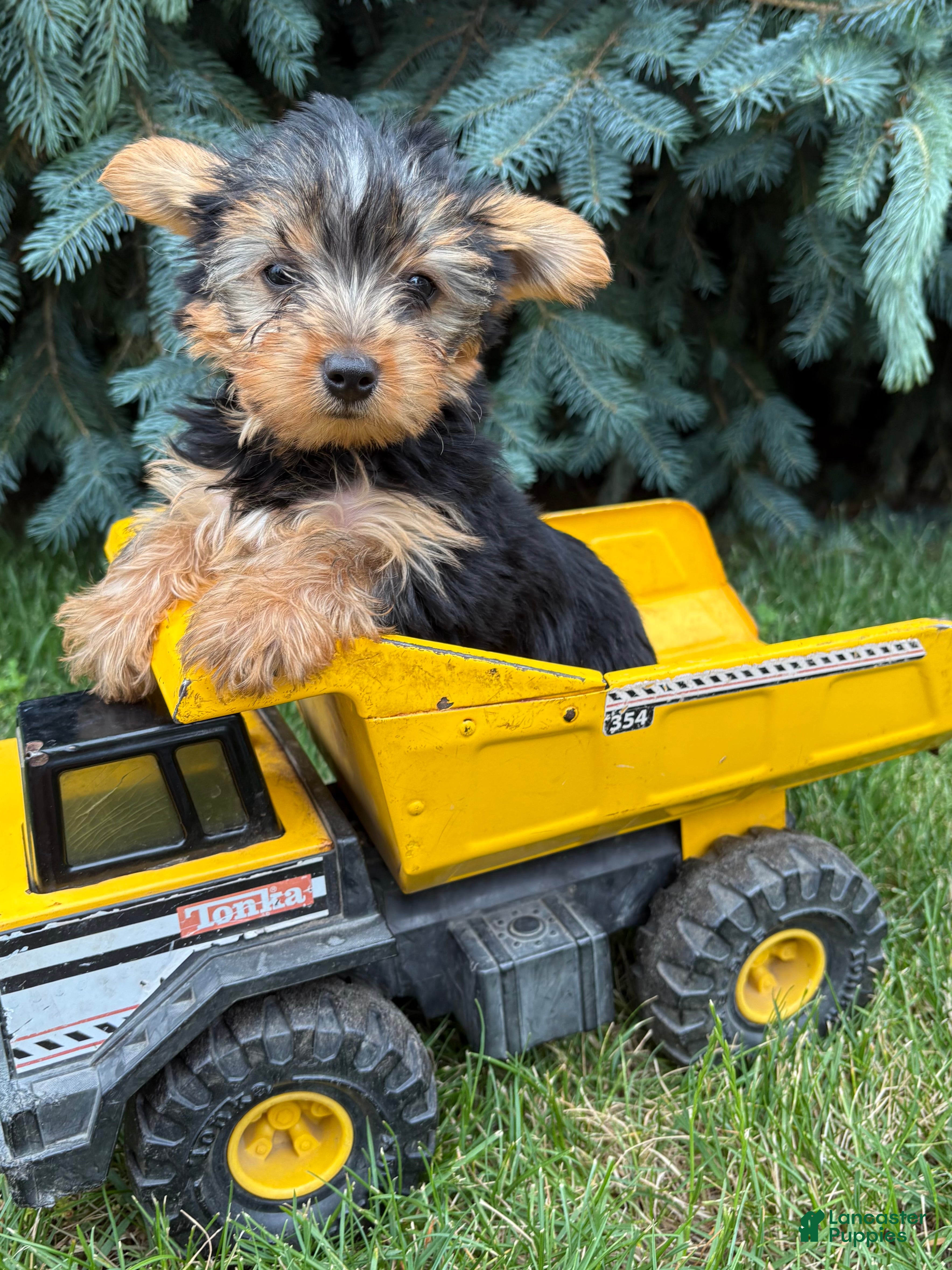 Yorkshire Terrier dogs Joey - Ad 2