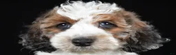 Cockapoo dogs for sale: Flash - Ad 6