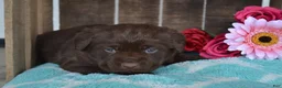 Labrador Retriever dogs for sale: Lilla - Ad 2