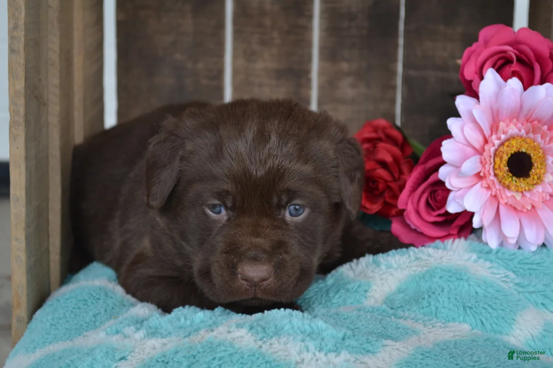 Labrador Retriever dogs for sale: Lilla - Ad 2